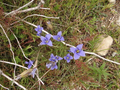 Gentianopsis virgata