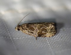 Olethreutes furfuranum