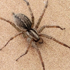 Agelenidae