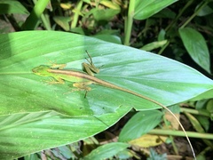 Anolis ventrimaculatus