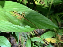 Anolis ventrimaculatus