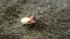Oxycarenus lavaterae