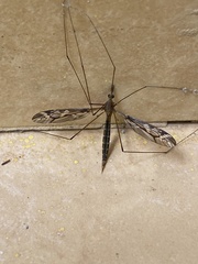 Tipulomorpha