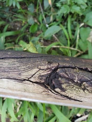 Dolichoderus bispinosus