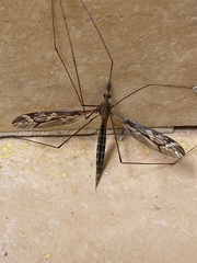Tipulomorpha