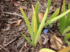 Iris lacustris