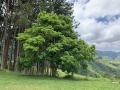 Gallesia integrifolia