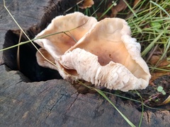 Collybia eucalyptorum