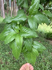 Gallesia integrifolia