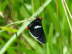 Pyrrhopyge phidias