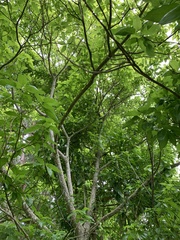 Gallesia integrifolia