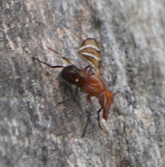 Tritoxa incurva
