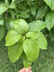 Gallesia integrifolia