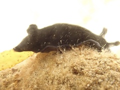 Dendrodoris nigra