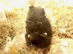 Dendrodoris nigra