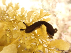 Dendrodoris nigra