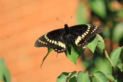 Papilio scamander