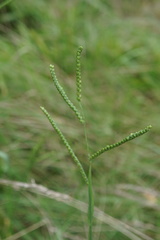 Paspalum laeve