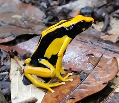 Dendrobates tinctorius