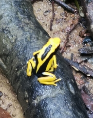 Dendrobates tinctorius