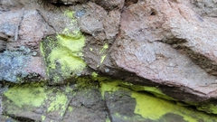 Psilolechia