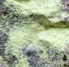 Psilolechia