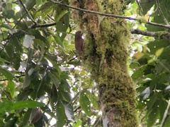 Xiphocolaptes promeropirhynchus