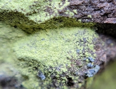 Psilolechia