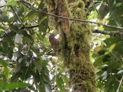 Xiphocolaptes promeropirhynchus