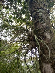 Tillandsia butzii