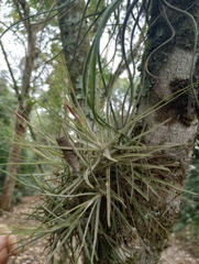 Tillandsia schiedeana