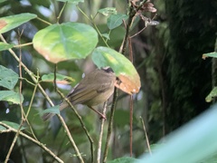 Basileuterus tristriatus