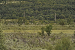 Ovibos moschatus