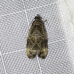 Olethreutes furfuranum