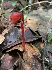 Monotropa coccinea