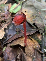 Monotropa coccinea