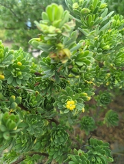 Suriana maritima