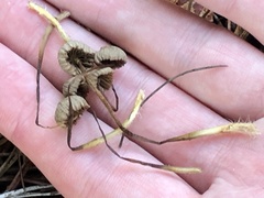 Collybiopsis quercophila