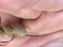 Collybiopsis quercophila