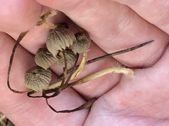 Collybiopsis quercophila