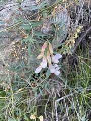 Lathyrus vestitus