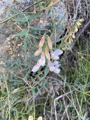 Lathyrus vestitus