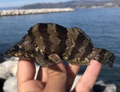 Oxylebius pictus