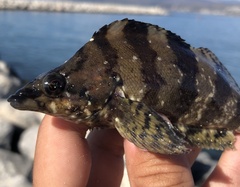 Oxylebius pictus