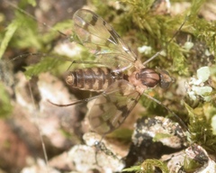 Proceroplatus elegans