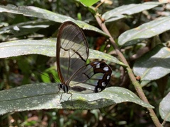 Pseudohaetera hypaesia