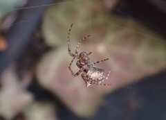 Gibbaranea bituberculata