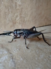 Orthoptera
