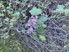 Ribes malvaceum