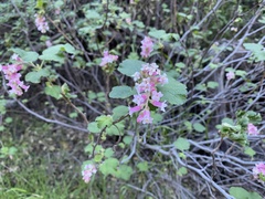 Ribes malvaceum